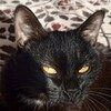 Логотип телеграм канала @house_naomicat — Хижинᴀ Ꮧᴇᴄи👁️