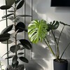 Логотип телеграм канала @houseofplants — House of plants 🪴 Дом растений