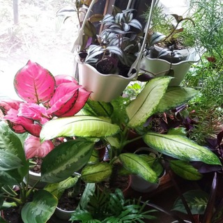 Логотип телеграм канала @houseplants_tash — Ташкентские джунгли