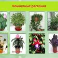 Logo saluran telegram houseplantss — Комнатные растения