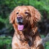 Логотип телеграм канала @hovawart_hofmacher_taiga — ХОВАВАРТ-ПИТОМНИК FATE HOV