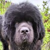 Логотип телеграм канала @hrum_denisovich — Хрум Денисович