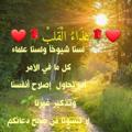 لوگوی کانال تلگرام httmabw91038 — ❤️🌹غِذَاءُالْقَلبْ🌹❤️