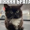 Логотип телеграм канала @huachenggege — сладкая буря после горького затишья