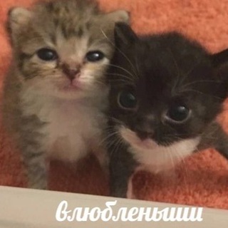 Логотип телеграм канала @huggieforu — баббл минхонихи