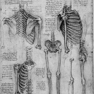 电报频道的标志 humananatomiya — ANATOMIY