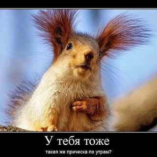 Логотип телеграм канала @humor_and_cats — Юмор? 🇺🇦 Не до юмора...