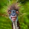 Логотип телеграм канала @humor_xl — Улётные приколы🤣|Анекдоты|Мемы|Приколы|Смешные видосики