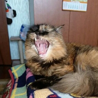 Логотип телеграм канала @humoroks — ЮморОк