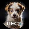 Логотип телеграм канала @huskipolitan — ПЕС | Правильная ездовая собака