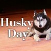 Логотип телеграм канала @huskyday — ДОМ ХАСКИ❤️