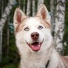 Логотип телеграм канала @huskysaga — Хаски Сага и компания