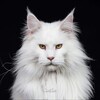 Логотип телеграм канала @hvost0 — Хвостики 🐈‍⬛️
