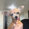 Логотип телеграм канала @hvostatoecostv — Хвостатое КОС.ТВ 🦮🐩🐕‍🦺