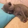 Логотип телеграм канала @hwankapibara — Хван Катя Капибаровна😱