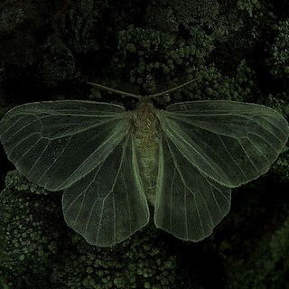 لوگوی کانال تلگرام hypophernia_butterfly — پروانه هیپوفرنیا