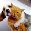 Логотип телеграм канала @hyybtvtc — Dog and Cat memes
