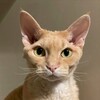 Логотип телеграм канала @iamacatihavepaws — 🐈🐾 Я кот. У меня лапки!