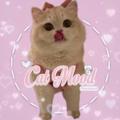 Logo saluran telegram icatmood — Cat mood | کت موود