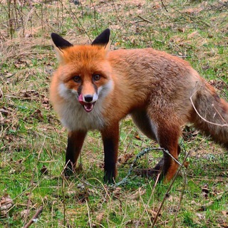 Telegram channel Лиса – Путешественница logo