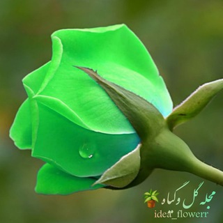 لوگوی کانال تلگرام idea_flowerr — مجله گل و گیاه 🪴