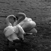 لوگوی کانال تلگرام ideadswan — Dead Swan.