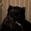 Логотип телеграм канала @ideiapodmaskoi — Идея под маской
