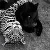 Логотип телеграм канала @idiikomnekisulya — idikomne