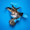 Telegram channel 这里有猫🐈 logo