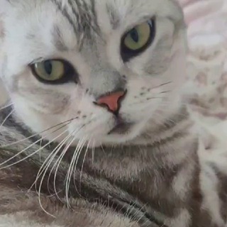 电报频道的标志 ifiscat — 伊芙薅豆豆｜升级修炼中