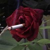 Telegram channel damn pictures🥀 logo