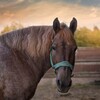 Логотип телеграм канала @ignatovohorses — ИГНАТОВСКИЕ КОНЮШНИ