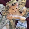 Логотип телеграм канала @igrobresk — Крипта от кота