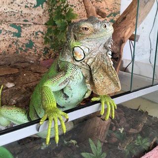 Логотип телеграм канала @iguana_angulus — Ангулус Игуаныч