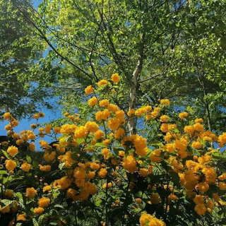 لوگوی کانال تلگرام iill5j — أثـر 🌻