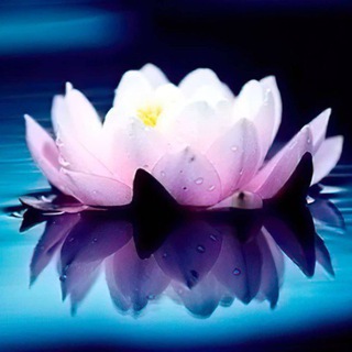 Логотип телеграм канала @ikebana_st — Цитаты ТТ