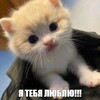 Логотип телеграм канала @iksvide0s — икс видеос