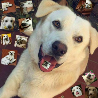 Telegram channel Zero - il cane di Amir logo