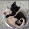 Логотип телеграм канала @ilovekimry — в кимрах любят🌿