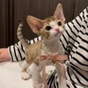 Telegram channel котята как смысл жизни logo
