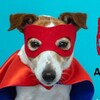 Логотип телеграм канала @ilovemyjackrussellterrier — Джек Рассел терьер