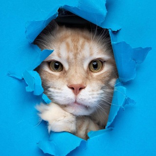 Логотип телеграм канала @imacatmlem — ЯЖЕКОТ!