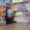 Логотип телеграм канала @immateriumlibrary — Поселковое литературоведение