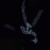 Логотип телеграм канала @impxch — имп | Залив на Миллион