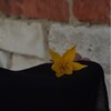 Логотип телеграм канала @imqamaran — im