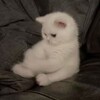 Логотип телеграм канала @imsofrzn — aliena