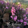 Logo of telegram channel in_plantae_veritas — The Botanist