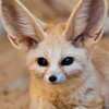 Логотип телеграм канала @incrediblewildlife — Милые Животные