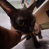 Логотип телеграм канала @inkkingchannel — Канал Инк Кинга