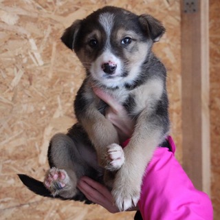 Логотип телеграм канала @innopolis_dogs — Собака из Иннополиса ищет дом